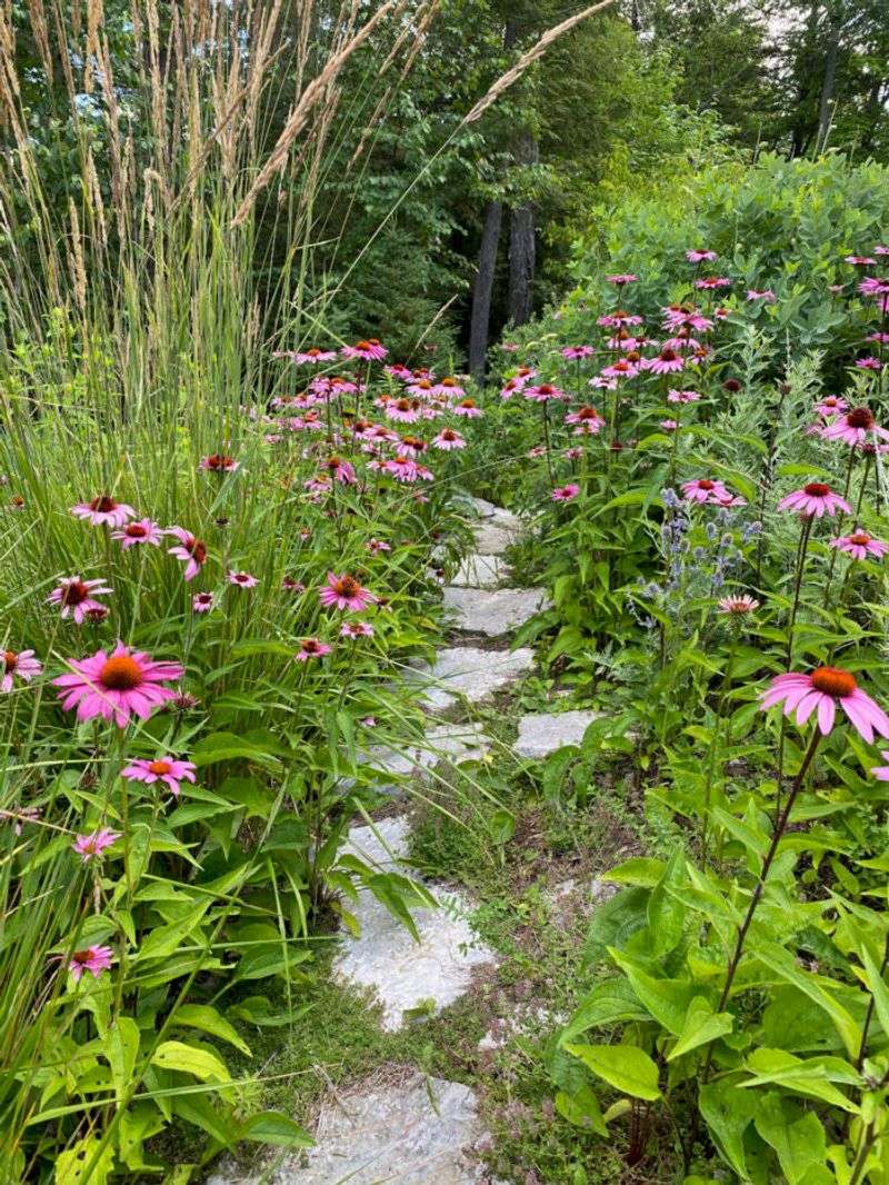 Purple Coneflower