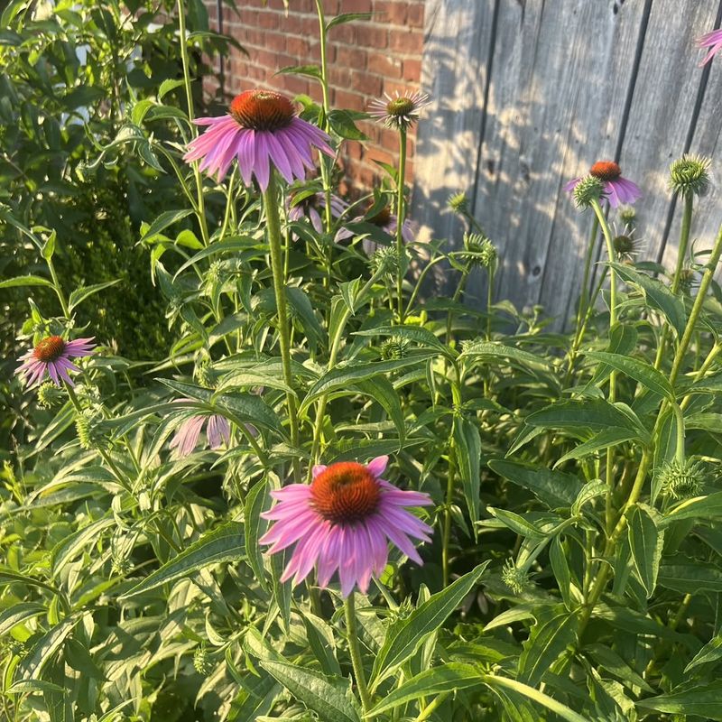 Purple Coneflower Purple Coneflower