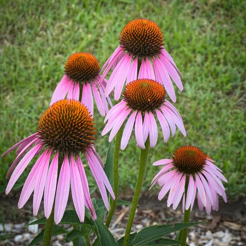 Purple Coneflower Purple Coneflower