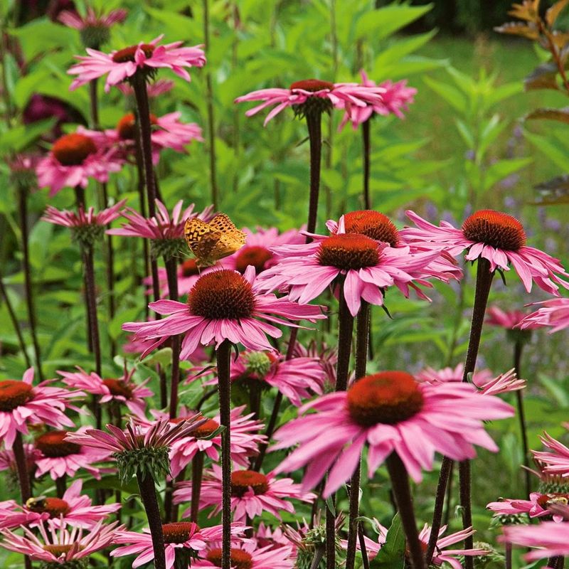 Purple Coneflower