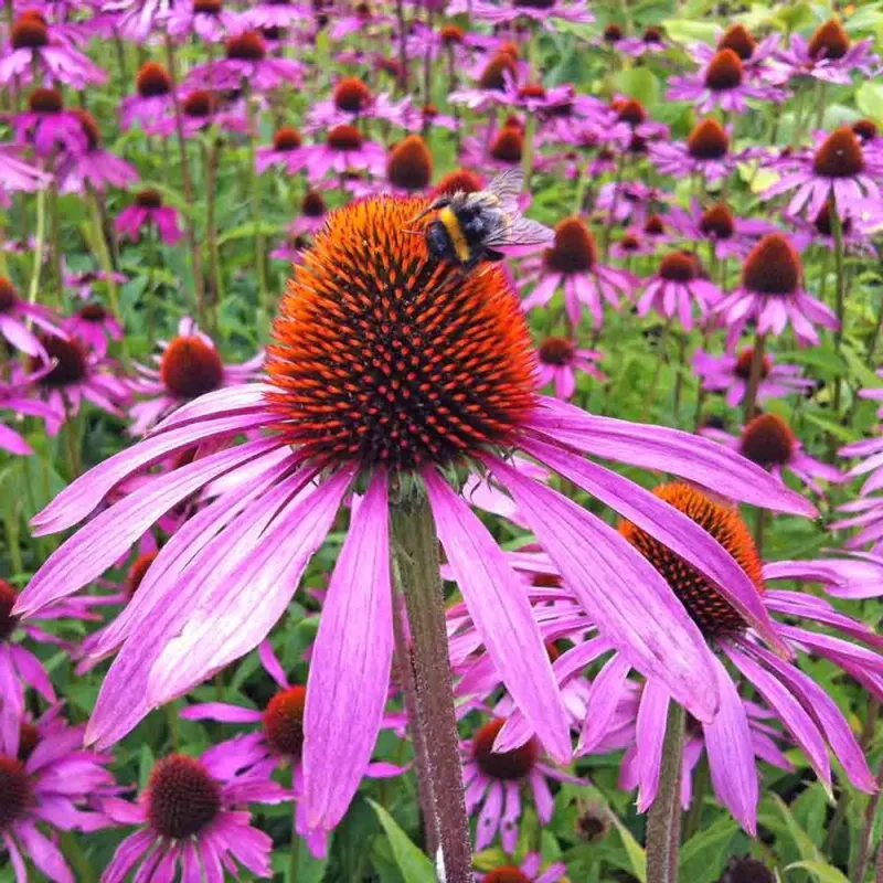 Purple Coneflower Blooms Longer Than You Expect Purple Coneflower Blooms Longer Than You Expect