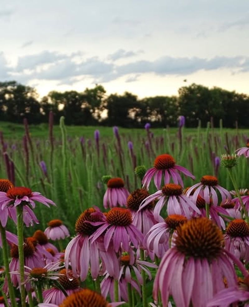 Purple Coneflower Blooms Without Rich Soil Purple Coneflower Blooms Without Rich Soil