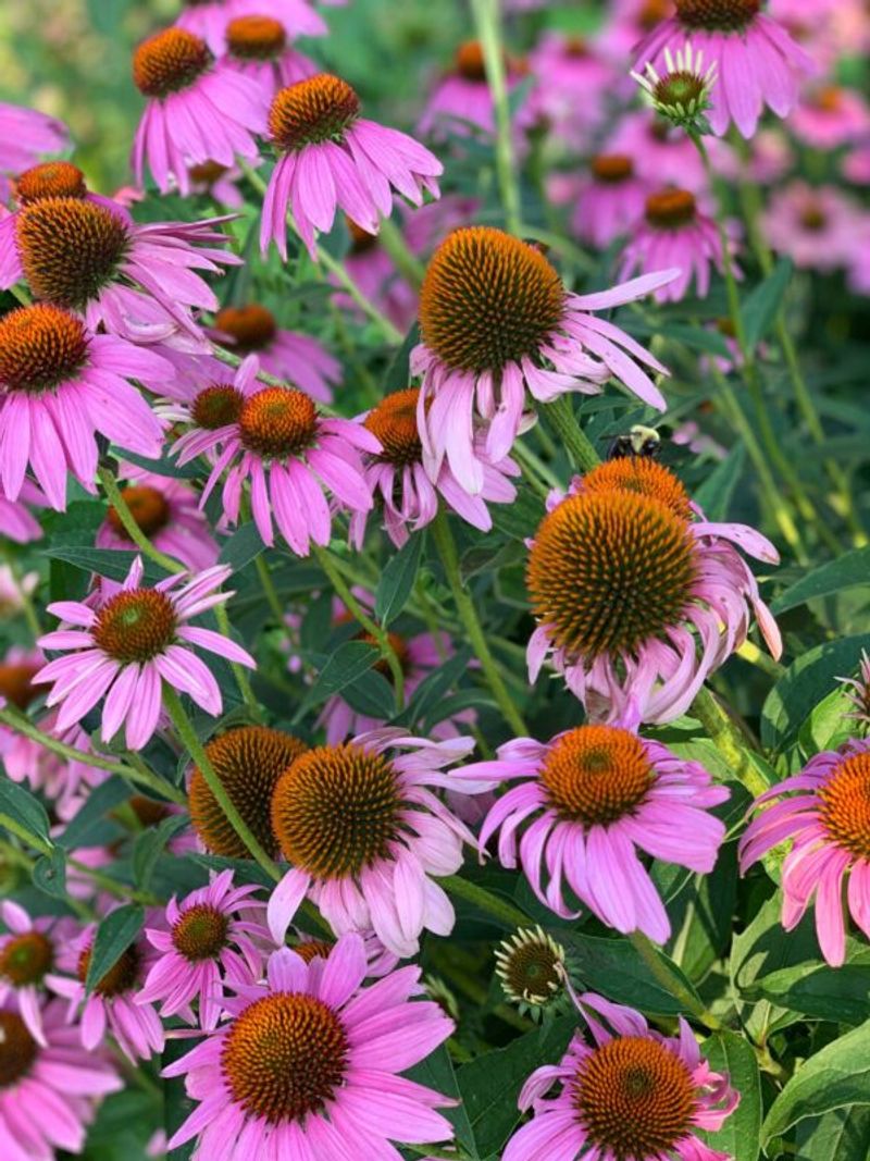 Purple Coneflower Digs In Where Others Quit