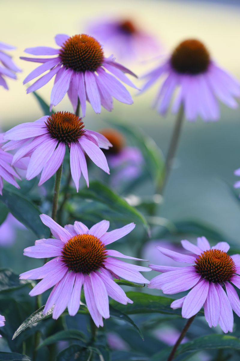 Purple Coneflower (Echinacea Purpurea)