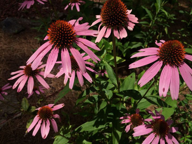 Purple Coneflower Feeds Cardinals All Fall Purple Coneflower Feeds Cardinals All Fall