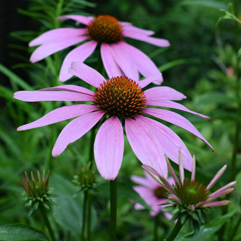 Purple Coneflower Handles Heat With Ease Purple Coneflower Handles Heat With Ease