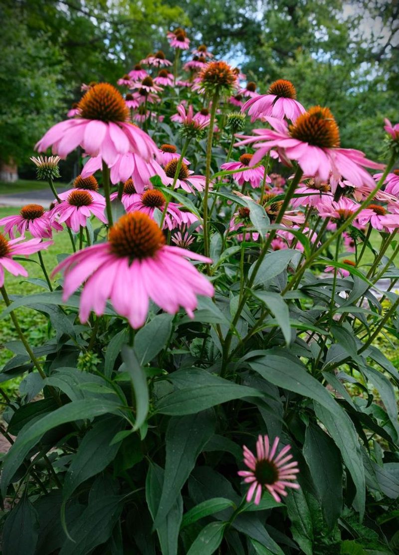 Purple Coneflower Handles Red Clay Without Complaint