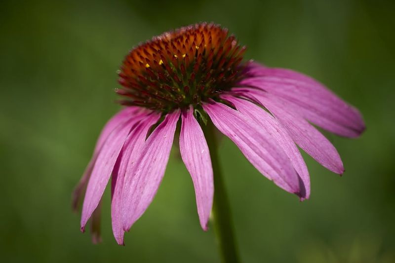 Purple Coneflower Handles Sunny Pots Purple Coneflower Handles Sunny Pots
