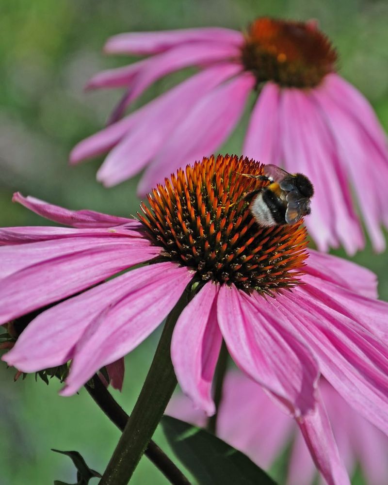 Purple Coneflower Keeps Slopes Colorful