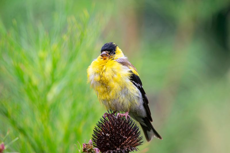 Purple Coneflower Produces The Seed Heads Goldfinches Crave Purple Coneflower Produces The Seed Heads Goldfinches Crave