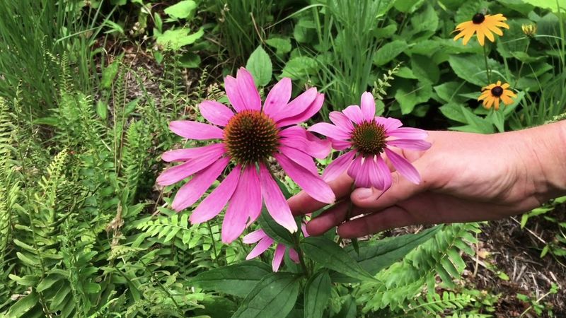 Purple Coneflower Roots Deeper Than You Think Purple Coneflower Roots Deeper Than You Think