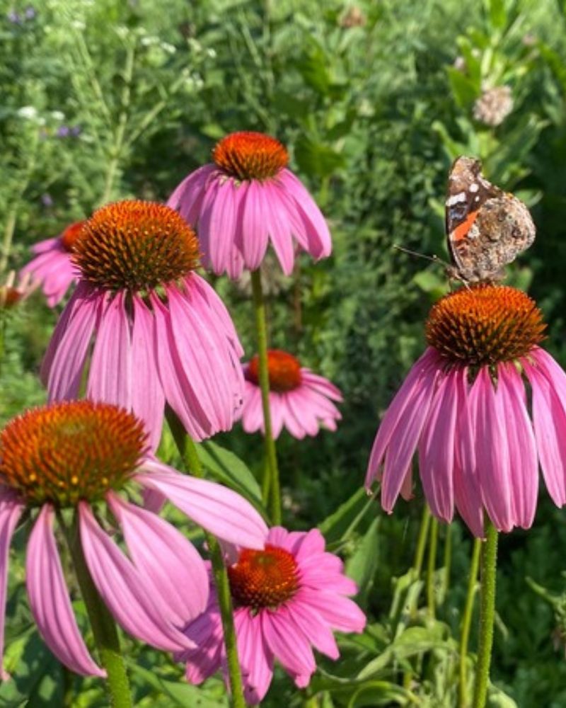 Purple Coneflower Shrugs Off Summer Downpours Purple Coneflower Shrugs Off Summer Downpours