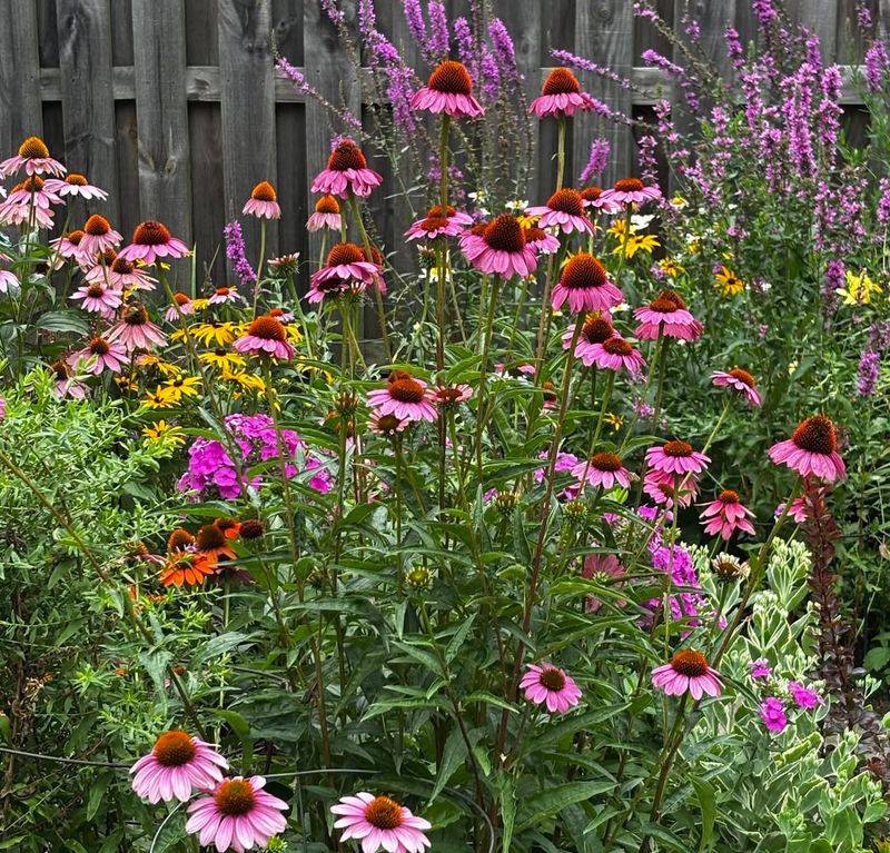 Purple Coneflower Works Behind Lower Plantings Purple Coneflower Works Behind Lower Plantings