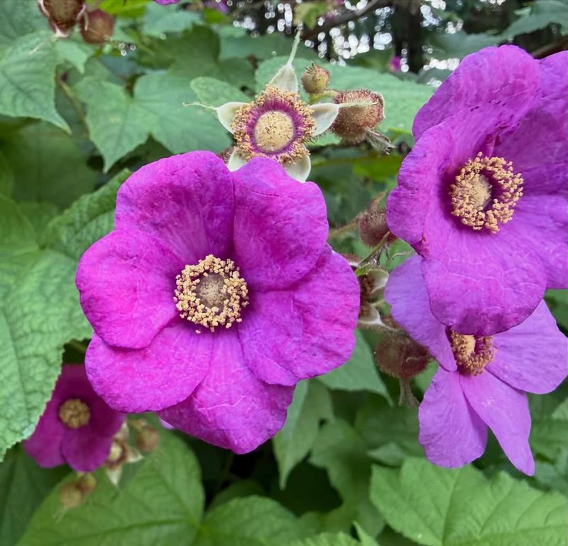 Purple-Flowering Raspberry