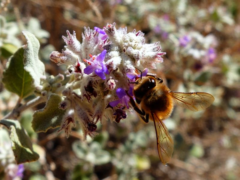 Purple Flowers Attract Pollinators Purple Flowers Attract Pollinators