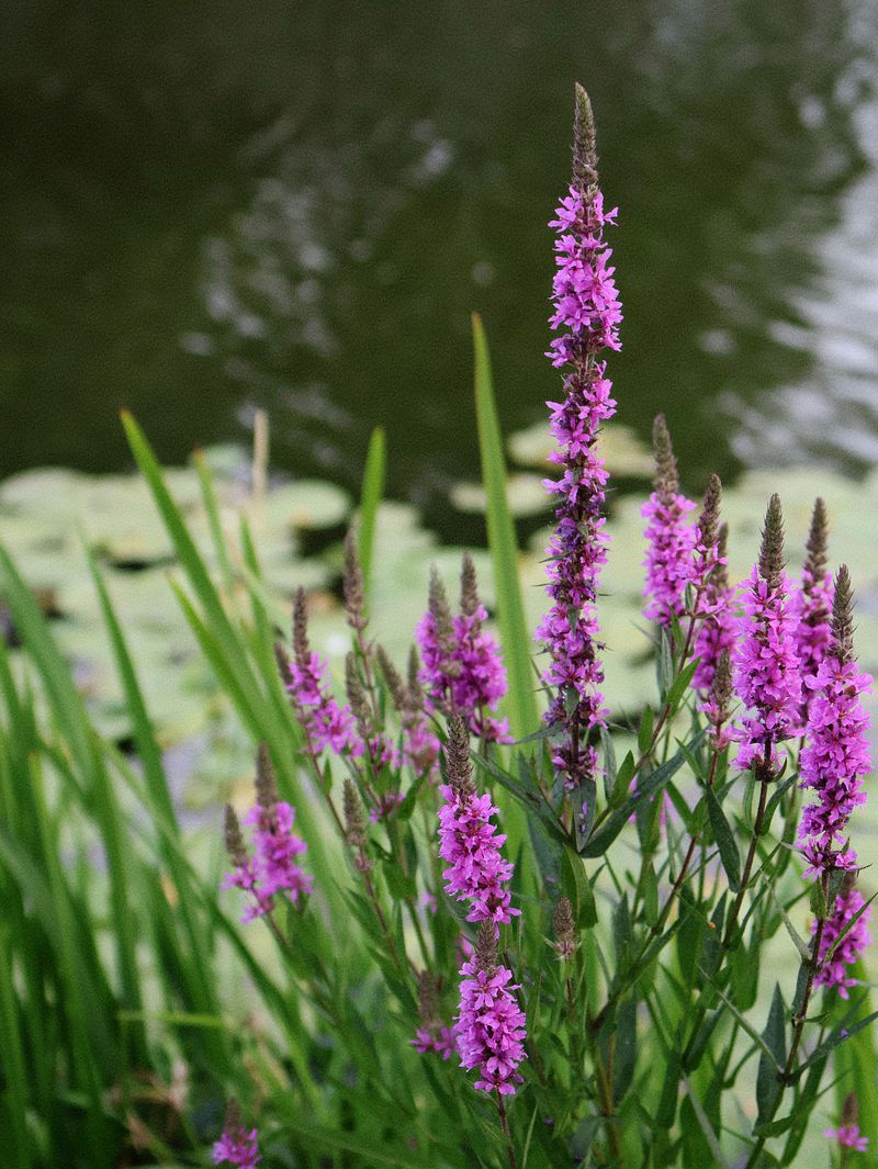 Purple Loosestrife