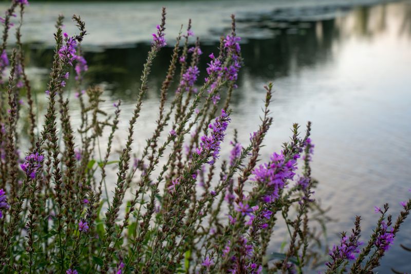 Purple Loosestrife (Lythrum Salicaria)