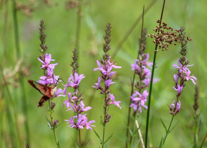 Purple Loosestrife