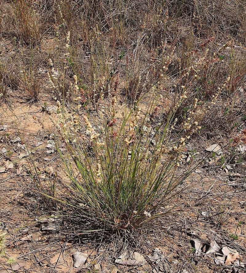 Purple Lovegrass Purple Lovegrass