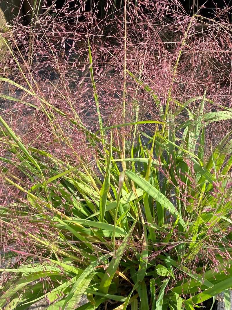 Purple Lovegrass Adapts Naturally To Sandy Areas Purple Lovegrass Adapts Naturally To Sandy Areas