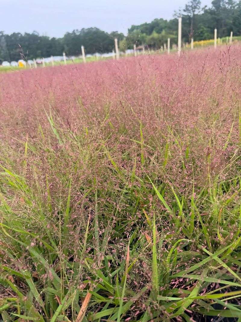 Purple Lovegrass Purple Lovegrass