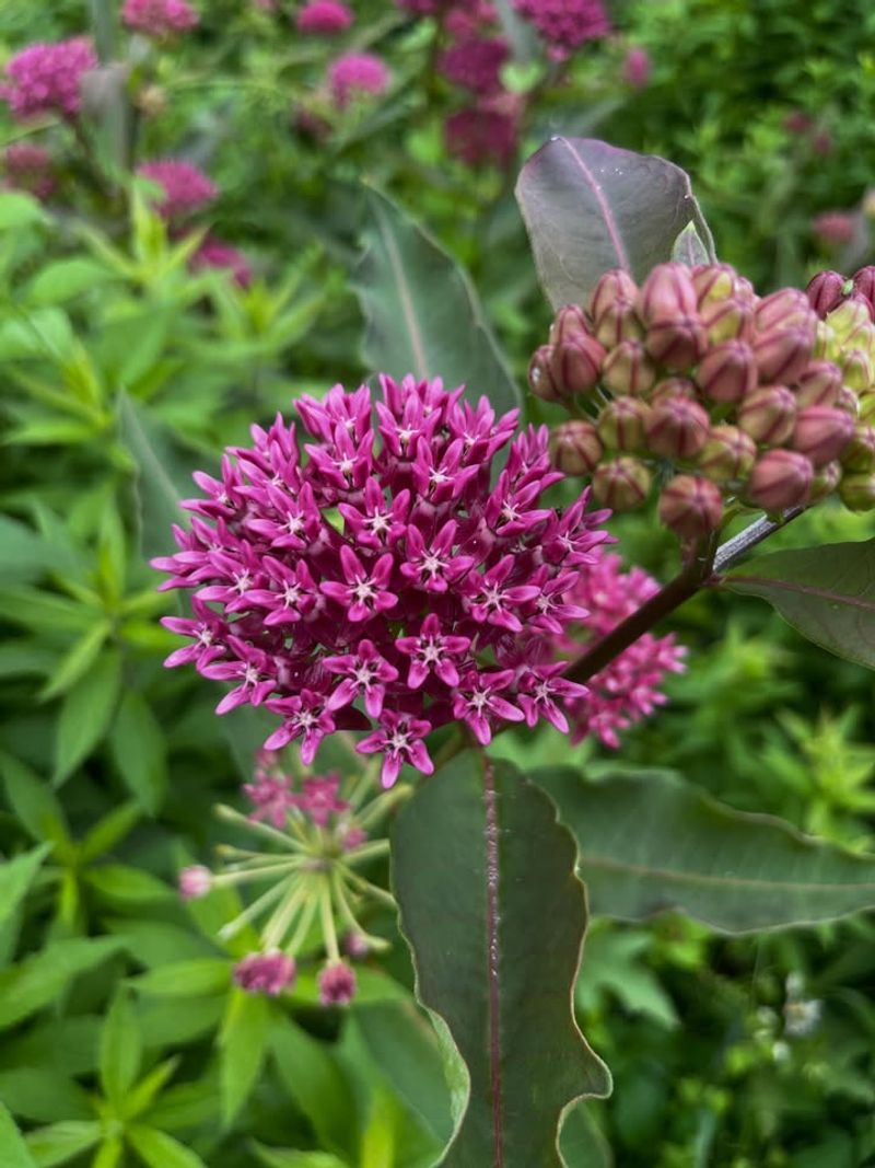 Purple Milkweed Purple Milkweed