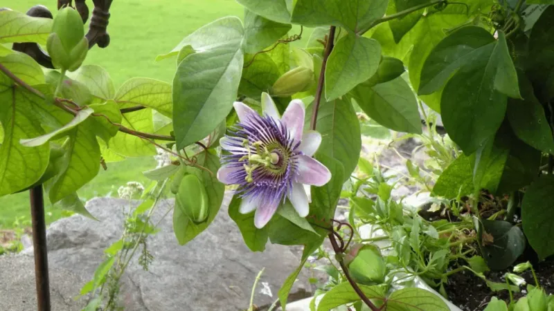 Purple Passionflower For Wild Summer Blooms Purple Passionflower For Wild Summer Blooms