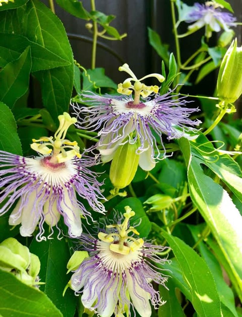 Purple Passionflower Makes Their Life Cycle Possible