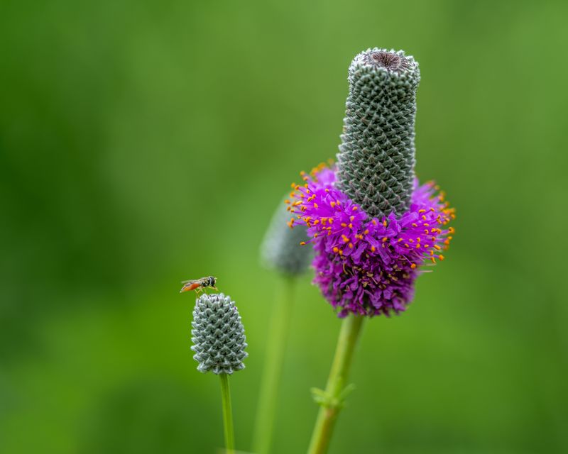 Purple Prairie Clover Purple Prairie Clover