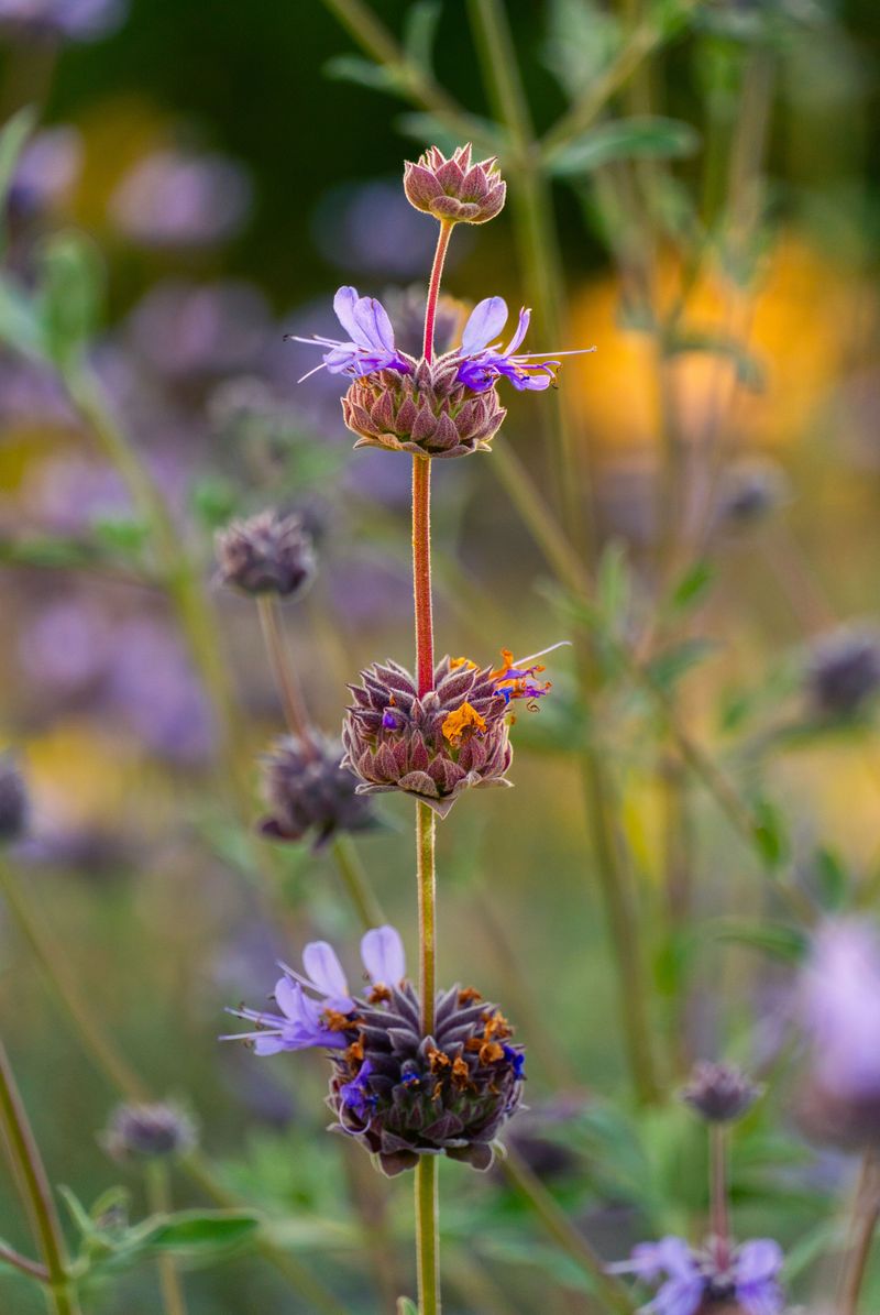 Purple Sage