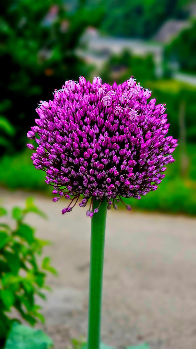 Purple Sensation Purple Sensation