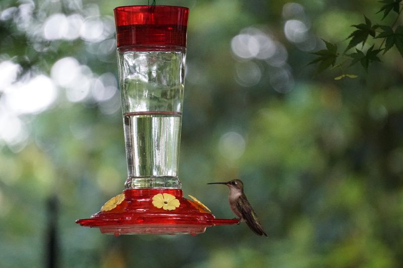 Put Feeders Back Before Spring Birds Return Put Feeders Back Before Spring Birds Return