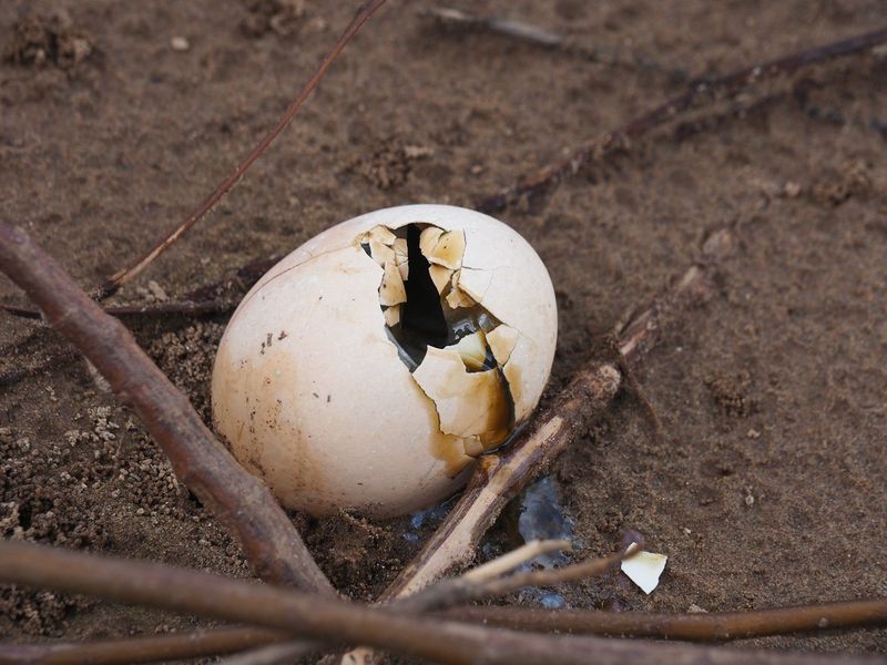 Putrescent Egg Solids Putrescent Egg Solids