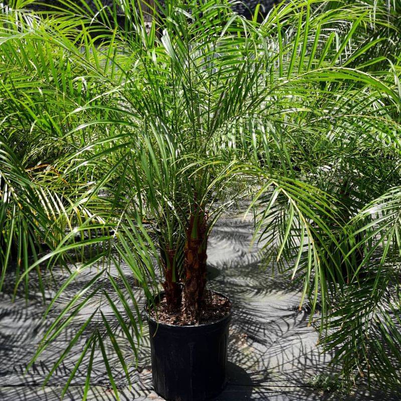 Pygmy Date Palm Pygmy Date Palm