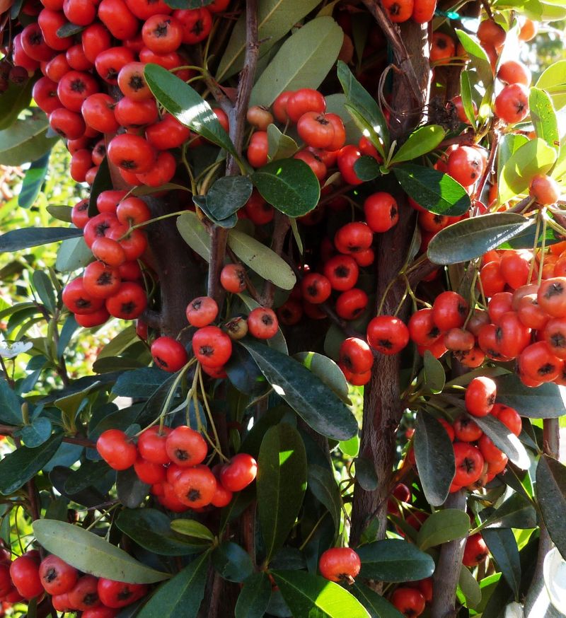 Pyracantha Pyracantha