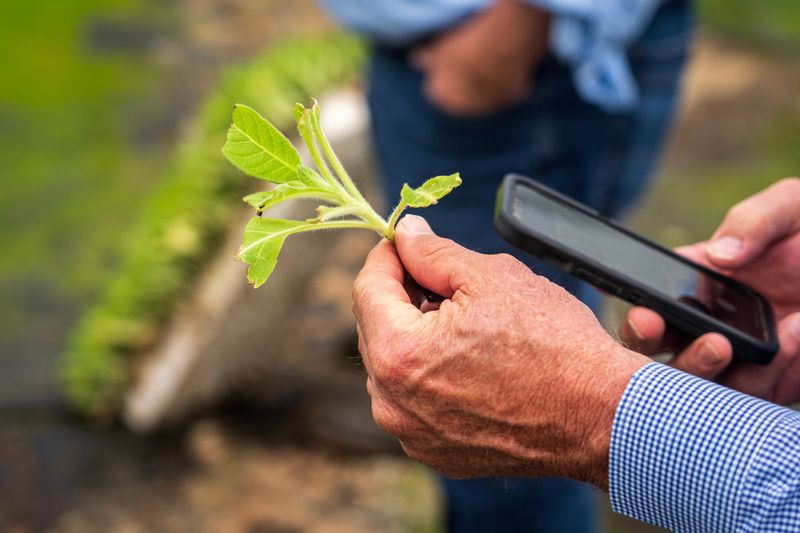 Quarantine Rules Every Texas Pecan Grower Should Know