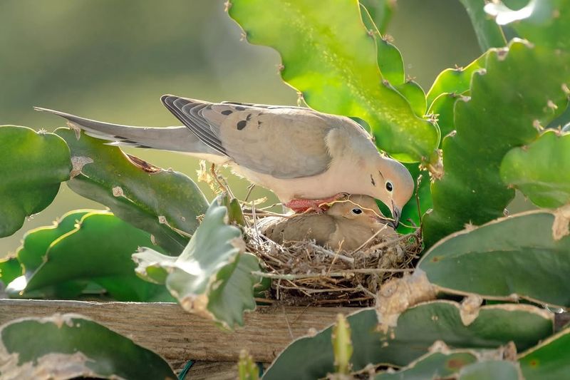 Quiet Areas Make Nesting More Likely Quiet Areas Make Nesting More Likely
