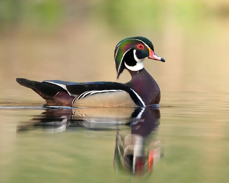 Quiet Backyard Ponds Attract Them All Summer Quiet Backyard Ponds Attract Them All Summer