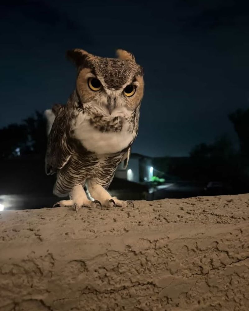 Quiet Backyards Attract More Owls