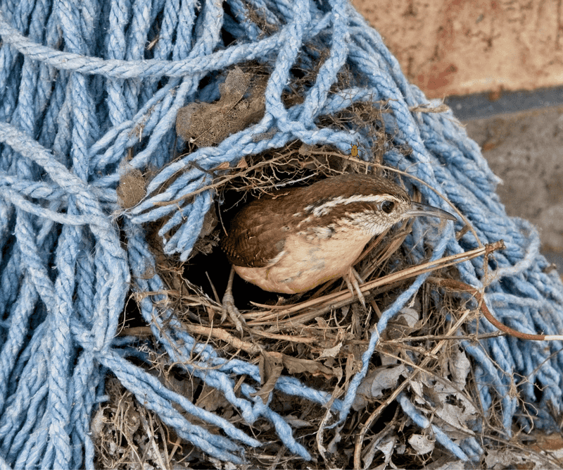 Quiet Nesting Nooks