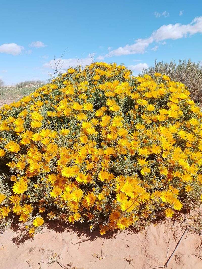 Rabbitbrush Rabbitbrush