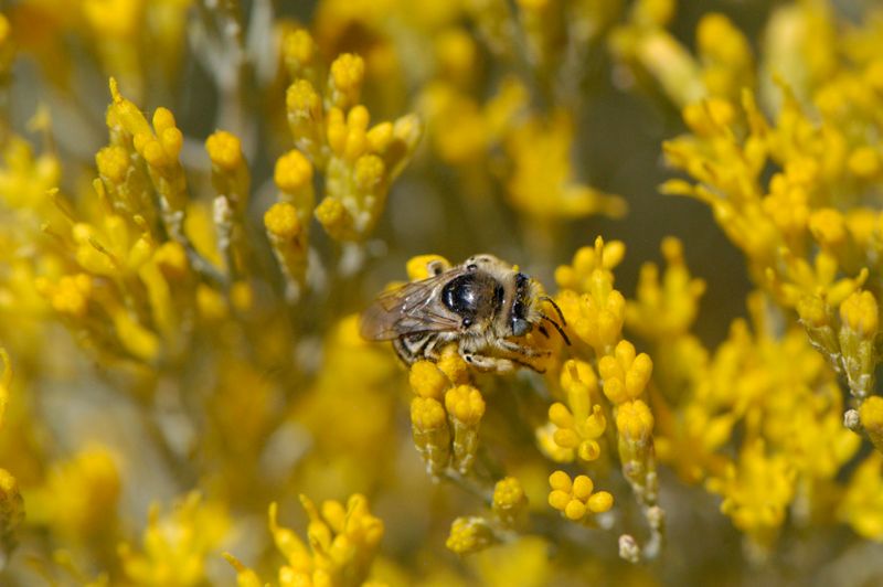Rabbitbrush Brings Gold To Harsh Ground
