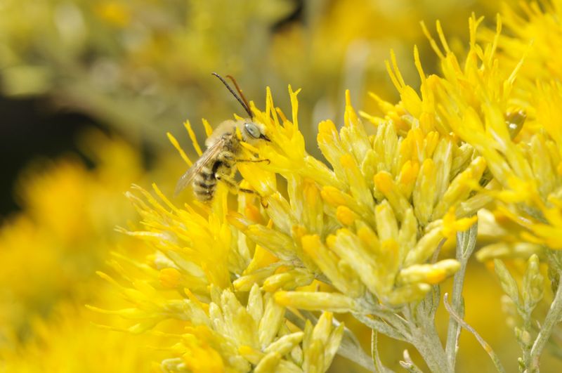 Rabbitbrush Rabbitbrush