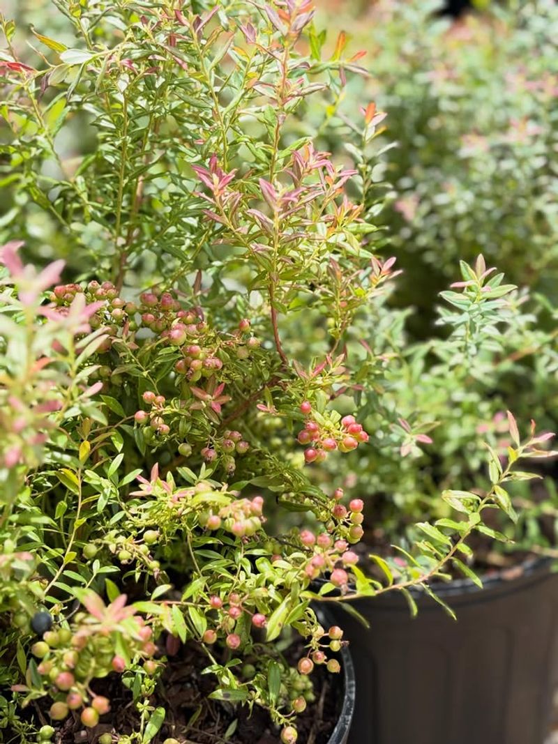 Rabbiteye Blueberries Need A Pollination Partner Rabbiteye Blueberries Need A Pollination Partner