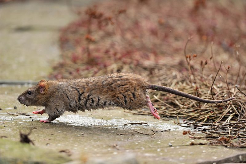 Rabbits And Rodents Are Probably Available Nearby