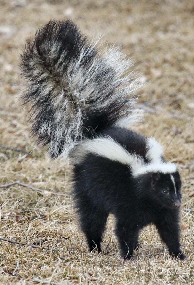 Raccoons And Skunks Are Not Free To Haul Away Raccoons And Skunks Are Not Free To Haul Away