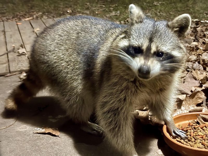 Raccoons Smell Easy Meals After Dark