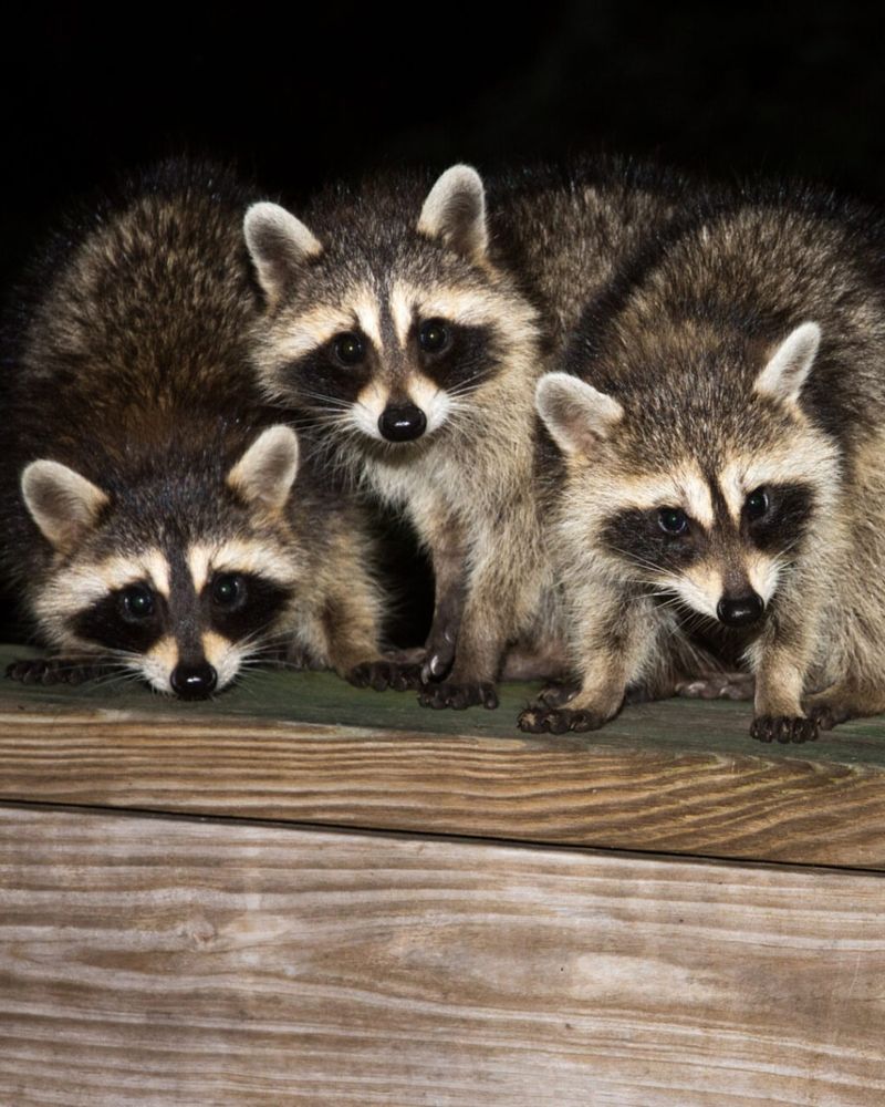 Raccoons