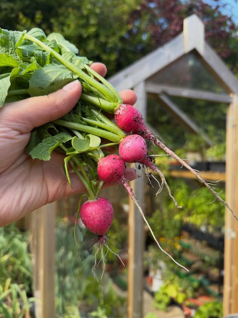 Radishes Radishes