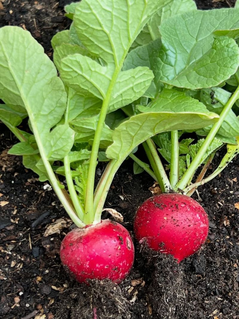 Radishes